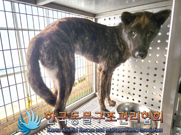 종료(반환) 믹스견…